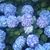 Donna Chessario Ibach's profile image