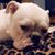 Samantha Laczavics's profile image