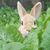 Rebecca S. Herron's profile image