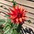 Gianna Marinello Morey's profile image