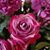 Dina Morell Mitchell's profile image