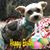 Cyndi Kisenko's profile image
