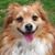 Scott Rennie's profile image
