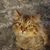 Jodi Nottingham's profile image