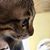 Titian Siratul Mustaqim's profile image