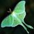 Sarah Allen Nonte's profile image