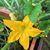 Karen Otte's profile image
