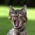 Michael Dillon's profile image