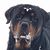 Mark Whittaker's profile image