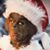 Amy Gammon Kuhn's profile image