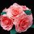 Minerva Martinez Lujan's profile image