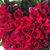 Raymond Beckie's profile image