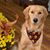 Patricia Kelly's profile image