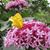 Jill Rosier's profile image