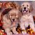 Dixie Paxson's profile image