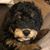 Billie-Jayne Bichrest Cooke's profile image