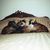 Patricia Anne Wilson's profile image