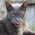 Lisa Needham's profile image