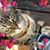 Terri Toso's profile image