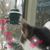 Susan Marie Leone's profile image