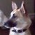 Crissy Heinz Catt's profile image