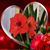 Lynda Garnett's profile image