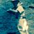 Tony Chesnut's profile image