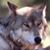 Susan Dean's profile image