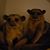 Jinx Lokie Nachtmann's profile image