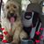 Darci McGreevy-Marshall's profile image