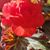 Cheryl Smelson's profile image