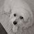 Donna Conlon's profile image