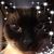Polly Vincent's profile image