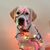 Donna Barrie's profile image