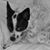 Alicia Askew's profile image