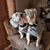 Diane Coluzzi Curtis's profile image