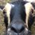 Melissa James's profile image