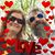 Tracy Lucas Burgee's profile image