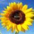 Alison Harrington Larsson's profile image