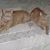Karen LaComb's profile image