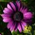 Debra Hutchins Duncan's profile image