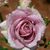 Theresa Blake Collins's profile image