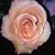 Marilyn Erickson's profile image