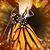 Debby Fazekas's profile image