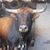 Rancho San Isidro's profile image