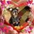 Eveline Schwanitz Principe's profile image