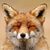Trevor Hollen's profile image
