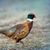 Charles Ashmore's profile image