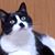 Sylvia Brown's profile image