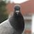 Joni Smith Williams's profile image